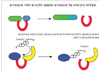 מקטעים דמויי אינטאנים המצויים בחלבונים מסוימים מחברים מולקלות כולסטרול לאיזור התוחם את המקטע.